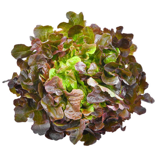 ສະລັດໂອກສີແດງ Red Oak 200g pack (Barcode 75307543)