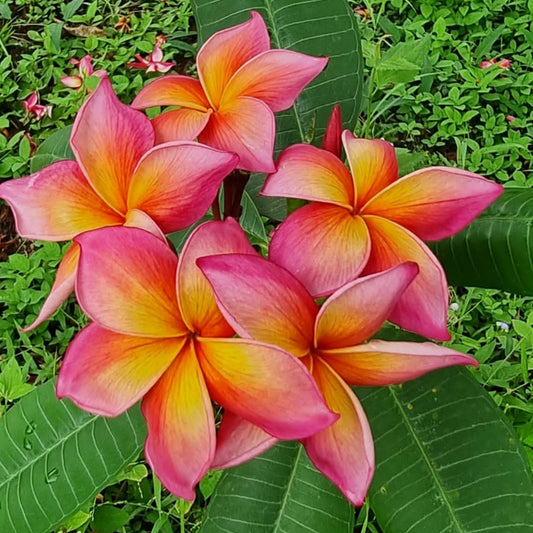ເພັດສາຍຣຸ້ງ (Barcode 54661911)
