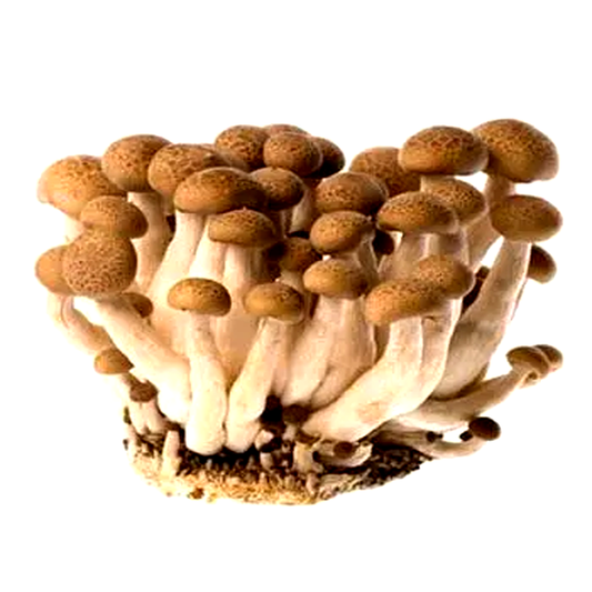 ເຫັດຈອກດຳ Brown Shimeji Mushroom per 125g pack (Barcode 6973637650006)