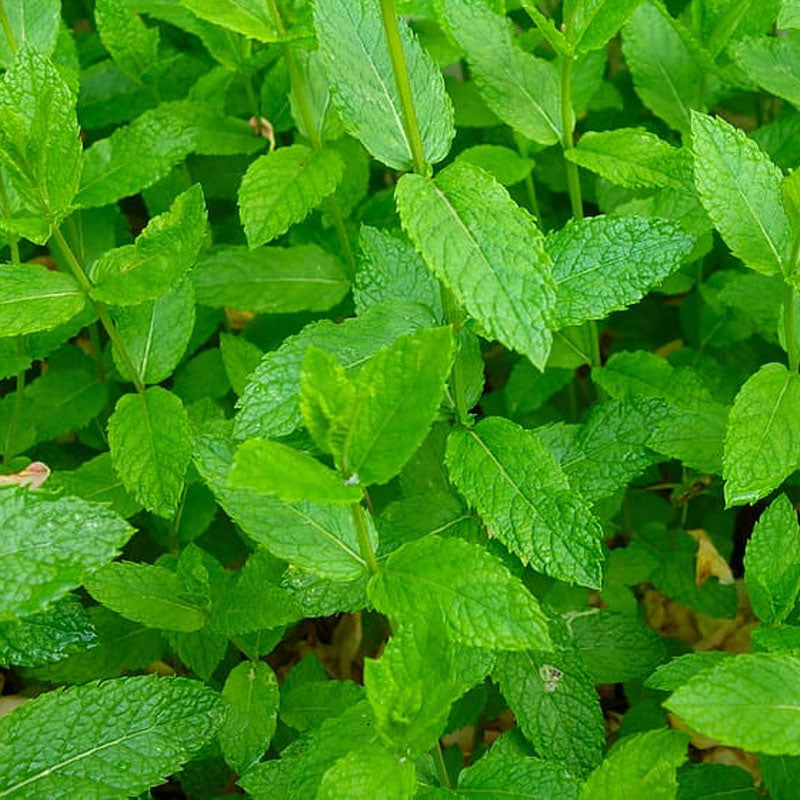 ໃບມີ້ນ Mint 50g pack (Barcode 50103137)
