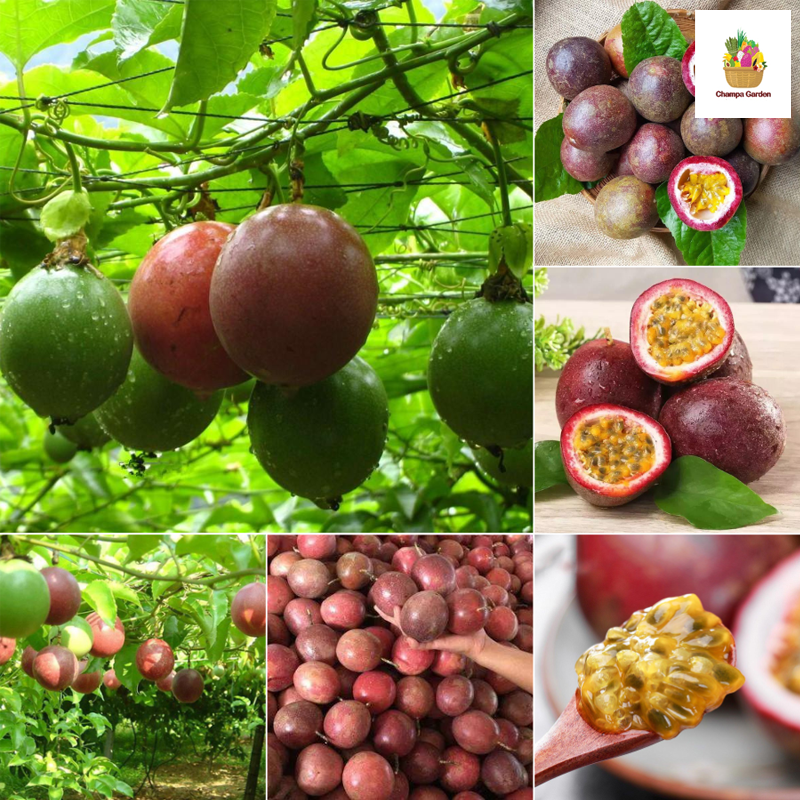 ໝາກນ໋ອດ  ປອດສານພິດ Organic Passion fruit 1kg