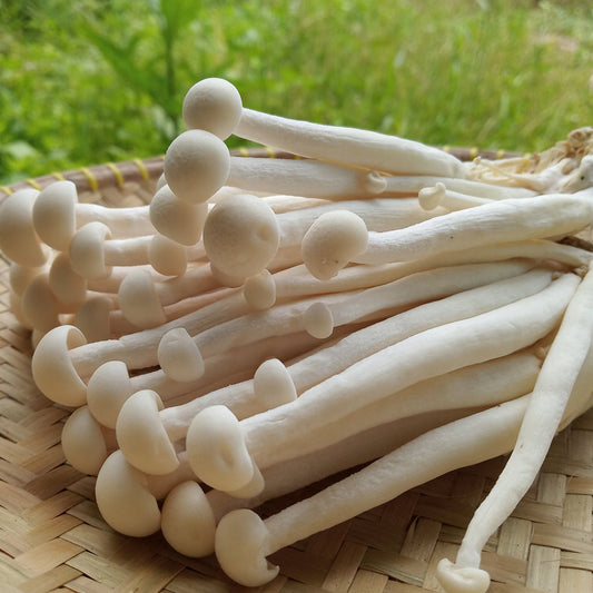 ເຫັດບົວຫິມະຂາວ Long white mushroom 200g pack (Barcode 6953150185001)