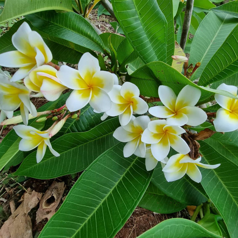 Nursery Plants