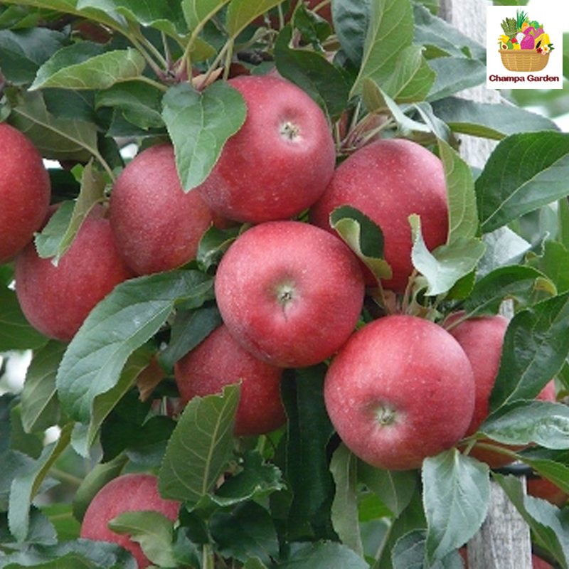ແອັບເປີ້ນຟູຈິ Apple Fuji pack of 4 pieces (Barcode 50103165)
