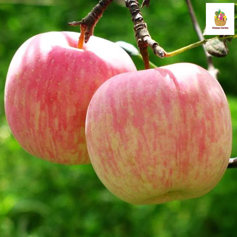 ແອັບເປີ້ນຟູຈິ Apple Fuji pack of 4 pieces (Barcode 50103165)