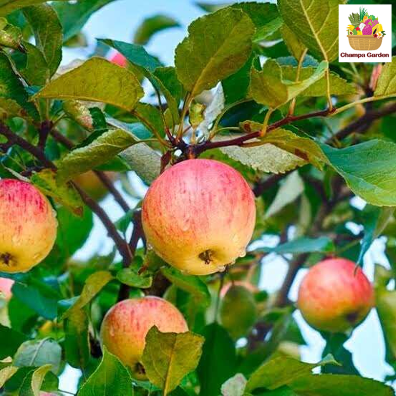 ແອັບເປີ້ນກະລາ