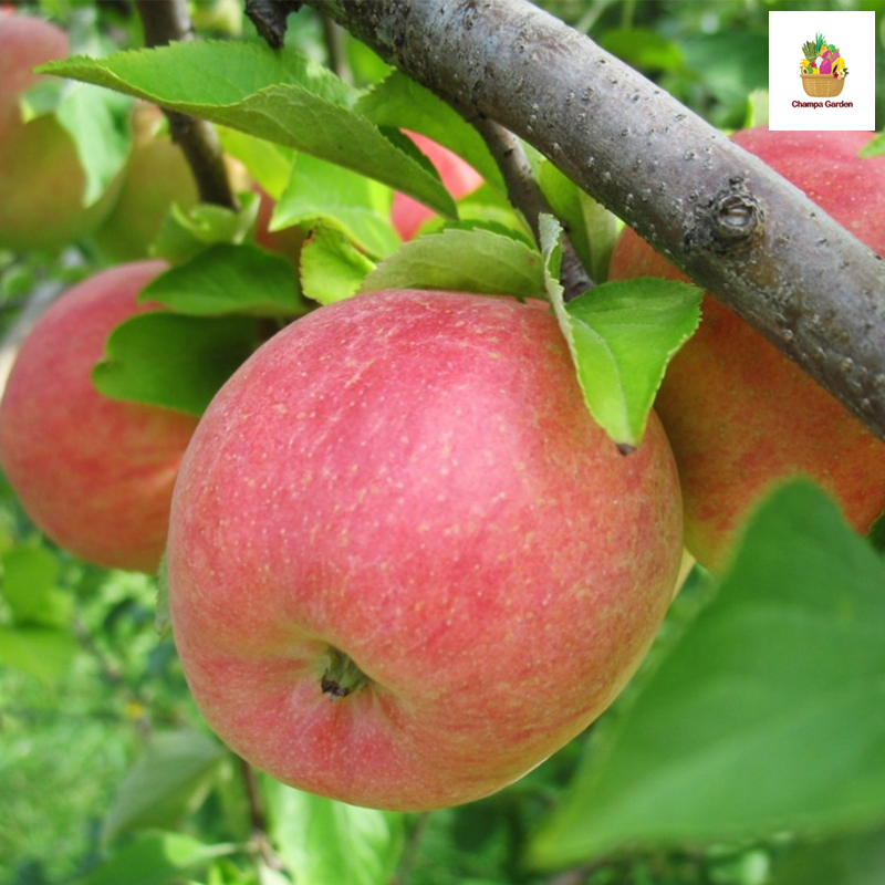 ແອັບເປີ້ນກະລາ