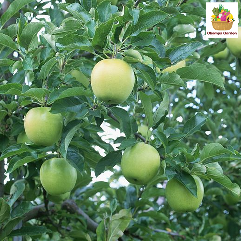 ແອັບເປີ້ນສີຂຽວ Granny Smith Apple Green pack of 2 pieces (Barcode 50103153)