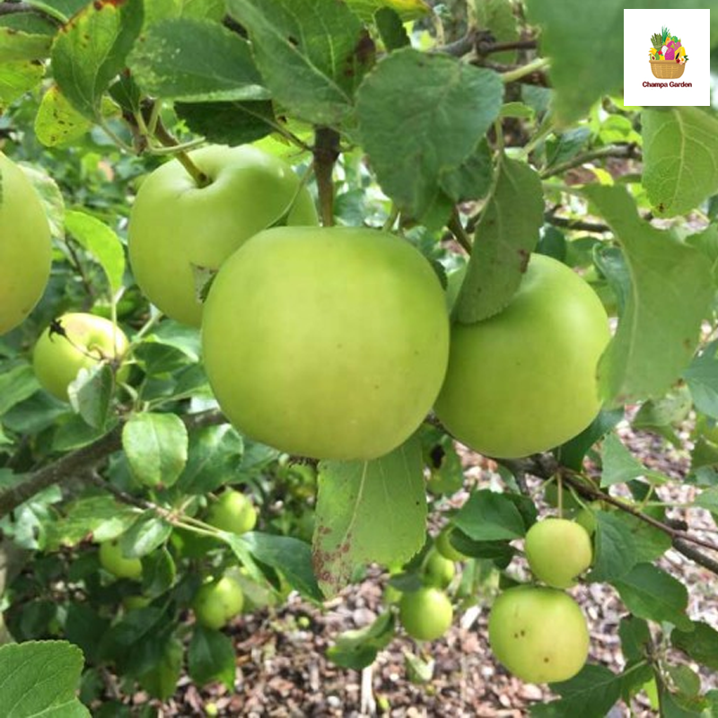 ແອັບເປີ້ນສີຂຽວ Granny Smith Apple Green pack of 2 pieces (Barcode 50103153)