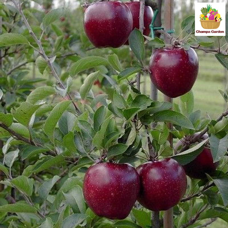 ແອັບເປີ້ນວໍ Apple Red Delicious pack of 4 pieces (Barcode 50103152)