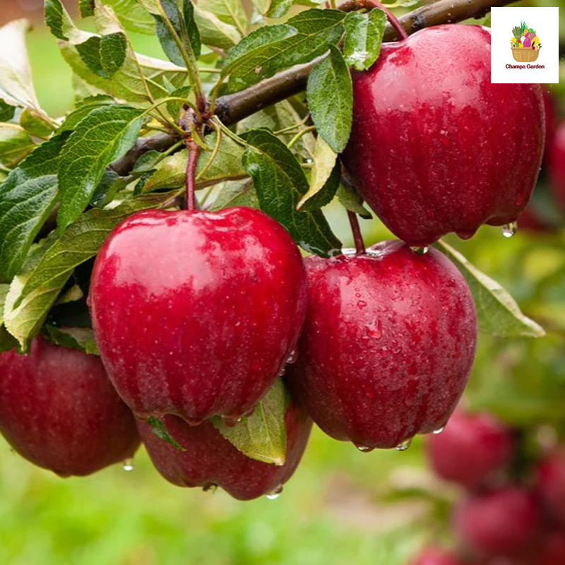 ແອັບເປີ້ນວໍ Apple Red Delicious pack of 4 pieces (Barcode 50103152)