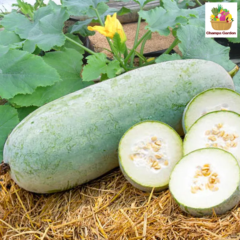 ໝາກໂຕ່ນ Ash gourd long per piece (Barcode 26589463 )