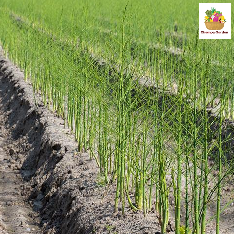 ໜໍ່ໄມ້ຝຮັ່ງ Green Asparagus 200g pack (Barcode 50103084)