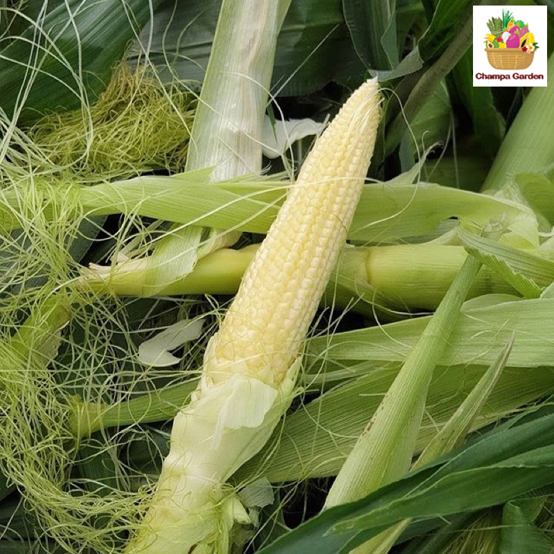 ສາລີອ່ອນ Baby corn pack of 100g ( Barcode 50103088 )