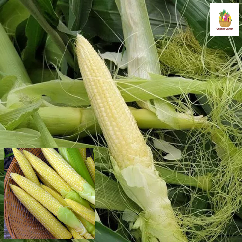ສາລີອ່ອນ Baby corn pack of 100g ( Barcode 50103088 )