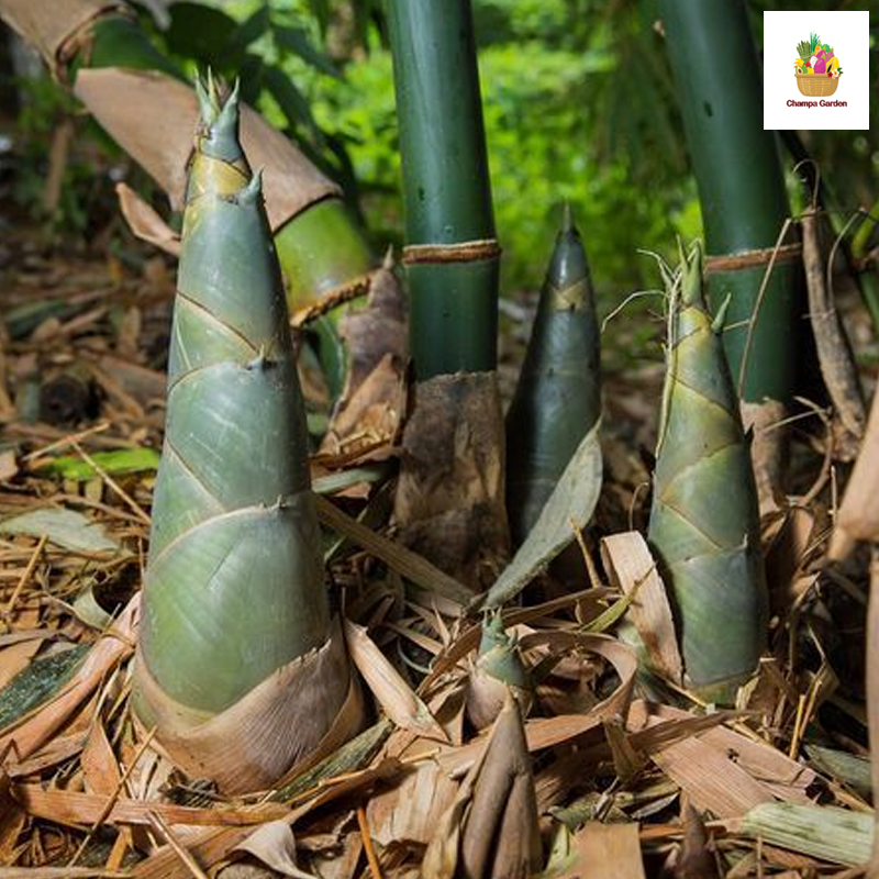 ໜໍ່ໄມ້ Bamboo Shoot 500g pack (Barcode 50103124)