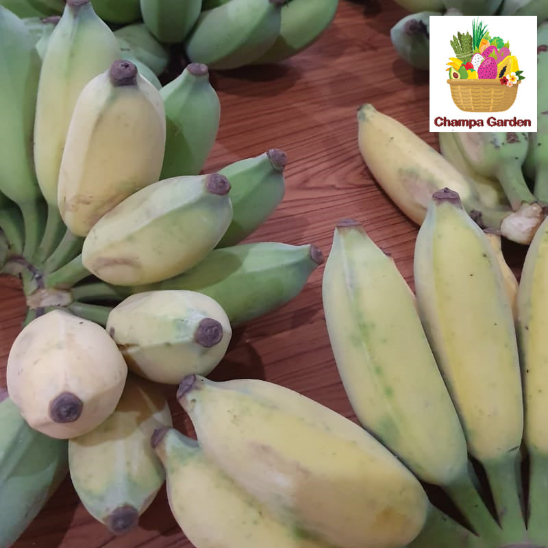 ໝາກກ້ວຍນໍ້າ 1ຫວີ Organic Banana per hand (Barcode 50103148)