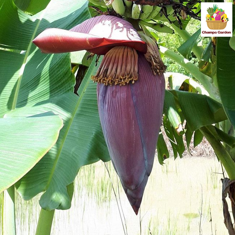 ໝາກປີ Banana Blossom per piece (Barcode 501030198)