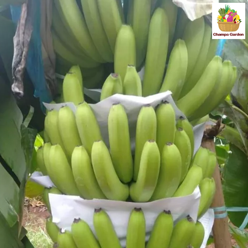 ກ້ອຍນໍ້າດິບ 1ຫວີ Banana unribe per hand (Barcode 17290007)