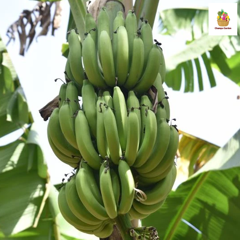 ກ້ອຍນໍ້າດິບ 1ຫວີ Banana unribe per hand (Barcode 17290007)