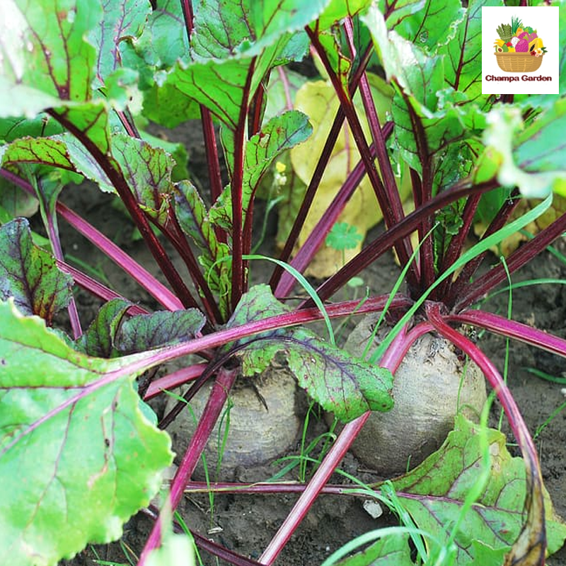 ໝາກບຣີດລູດ ຕໍ່ໜ່ວຍ Beetroot per piece (Barcode 501030130)