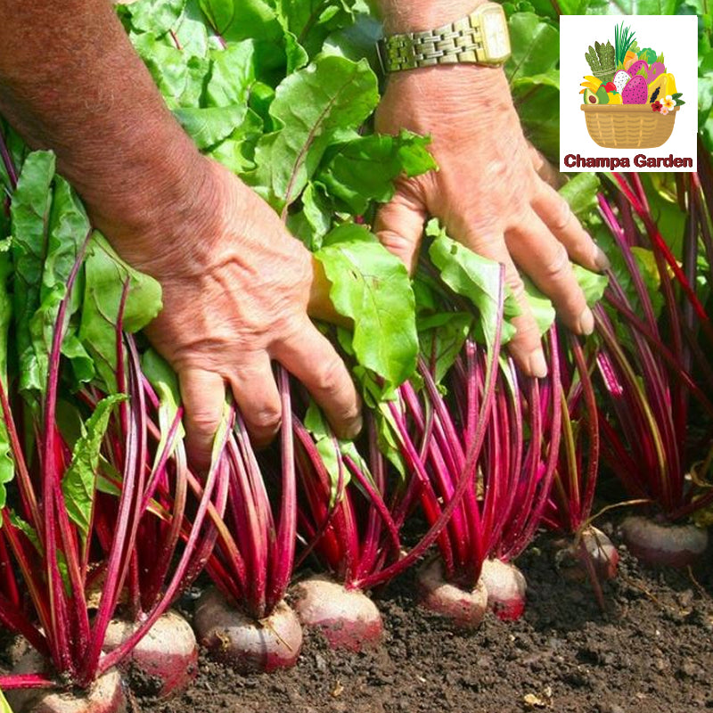 ໝາກບຣີດລູດ ຕໍ່ໜ່ວຍ Beetroot per piece (Barcode 501030130)