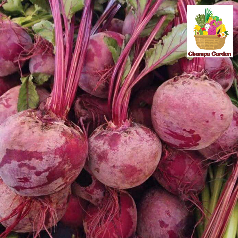 ໝາກບຣີດລູດ ຕໍ່ໜ່ວຍ Beetroot per piece (Barcode 501030130)