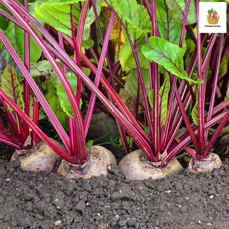 ໝາກບຣີດລູດ ຕໍ່ໜ່ວຍ Beetroot per piece (Barcode 501030130)