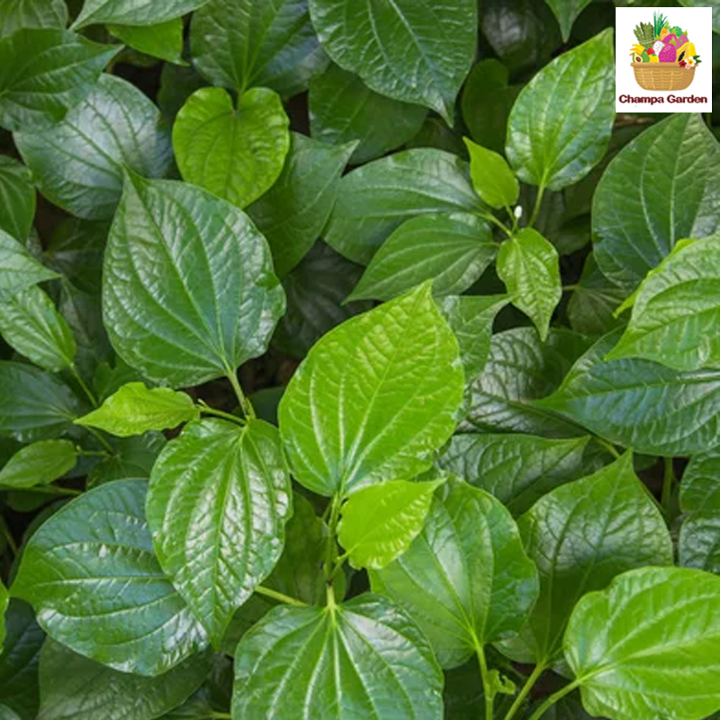 ໃບນາງເລີດ Betel Leaf 100g pack (Barcode 50103125)
