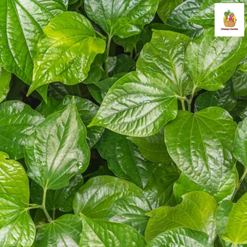 ໃບນາງເລີດ Betel Leaf 100g pack (Barcode 50103125)