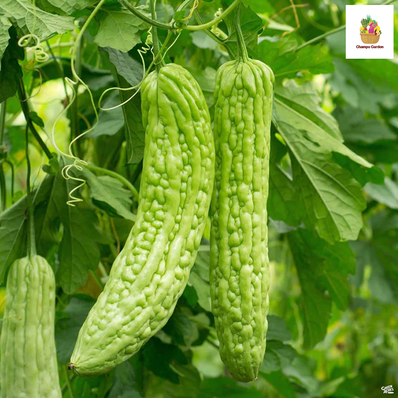 ໝາກມາລະໃຫຍ່ Big Bitter Gourds per piece ( Barcode 50103199 )