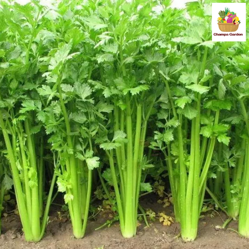 ຜັກເຊີເຣີຣີ້ຕາຊົງ Big Celery per piece (Barcode 50103204)
