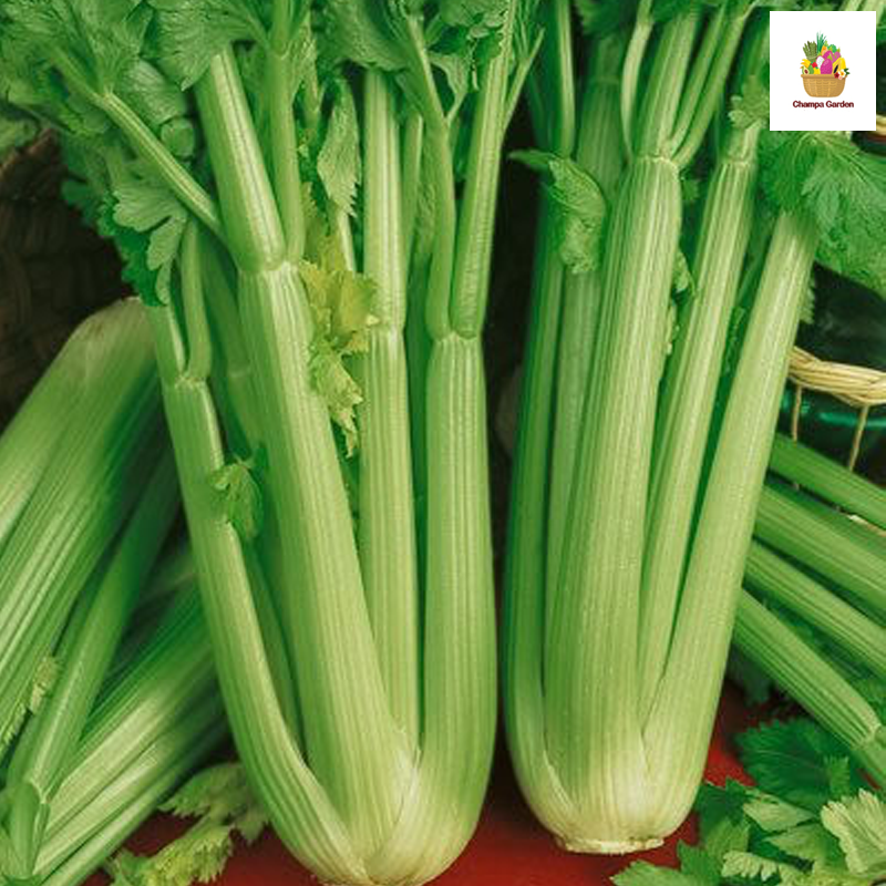 ຜັກເຊີເຣີຣີ້ຕາຊົງ Big Celery per piece (Barcode 50103204)
