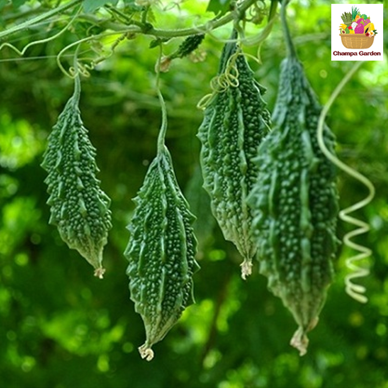 ໝາກມາລະຂີ້ນົກ Bitter Gourds 100g pack (Barcode 501030131)
