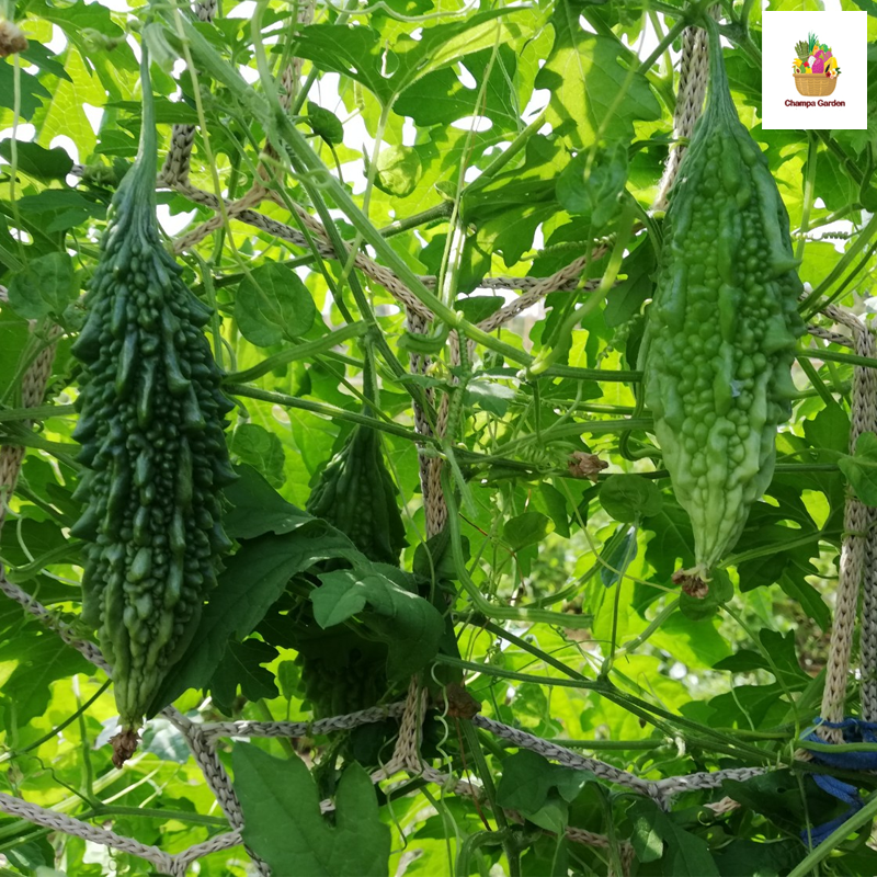 ໝາກມາລະຂີ້ນົກ Bitter Gourds 100g pack (Barcode 501030131)