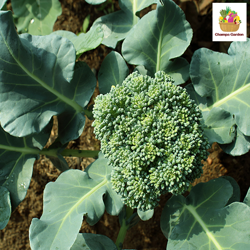 ດອກຂຽວ ຕໍ່ຫນ່ວຍ Broccoli per piece ( Barcode 50103126 )