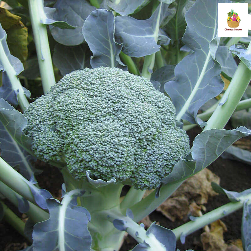 ດອກຂຽວ ຕໍ່ຫນ່ວຍ Broccoli per piece ( Barcode 50103126 )
