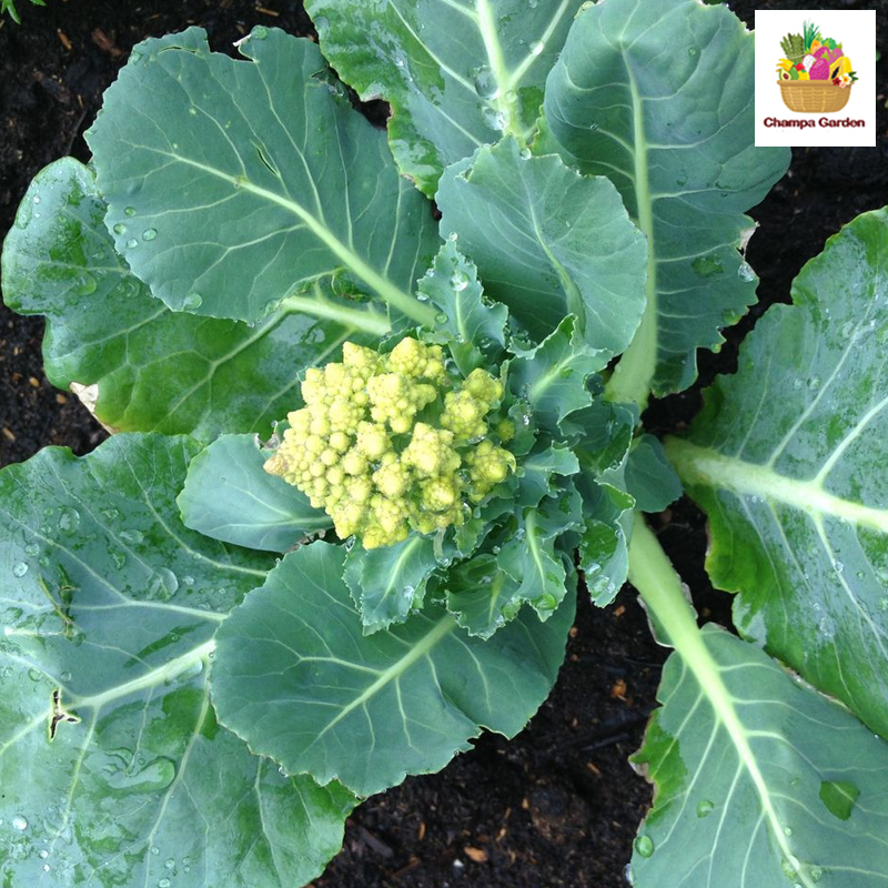 ດອກຂາວ ຕໍ່ຫນ່ວຍ Organic Cauliflower per piece ( Barcode 501030136 )