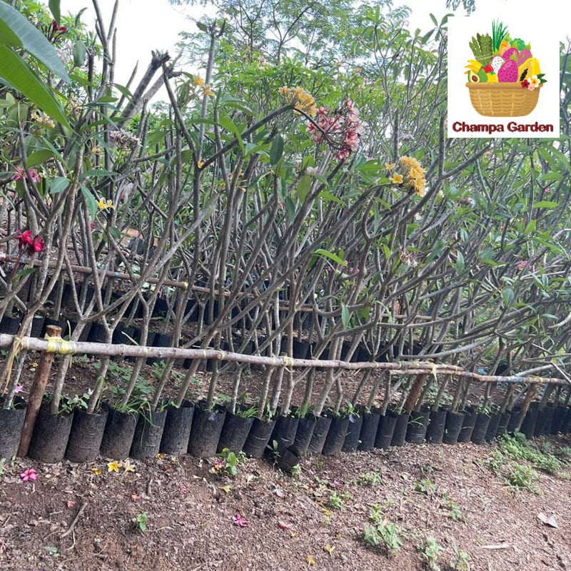ເບ້ຍຈໍາປາ ນໍາເຂົ້າ Champa Tree per tree (Barcode 44171543)