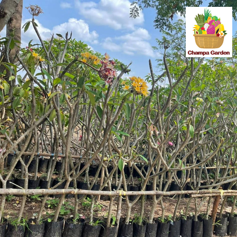 ເບ້ຍຈໍາປາ ນໍາເຂົ້າ Champa Tree per tree (Barcode 44171543)