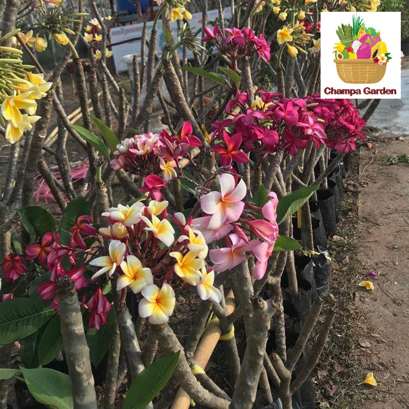 ເບ້ຍຈໍາປາ ນໍາເຂົ້າ Champa Tree per tree (Barcode 44171543)