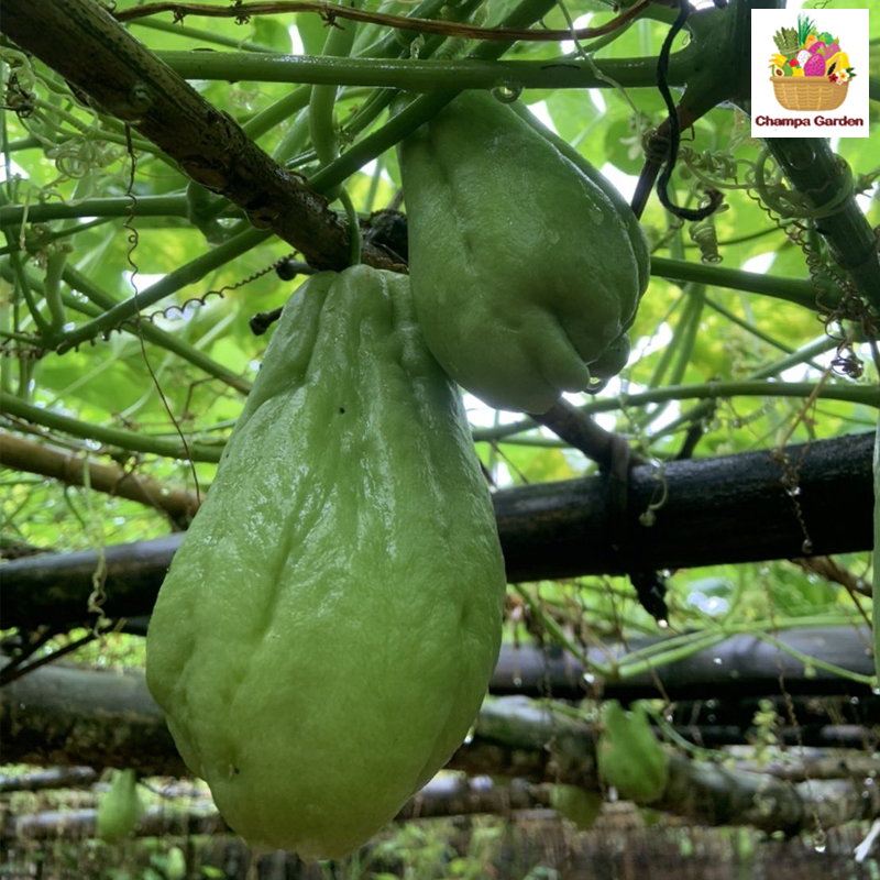 ໝາກຊູ Chayote Squash pack of 2 pieces (Barcode 50103100)