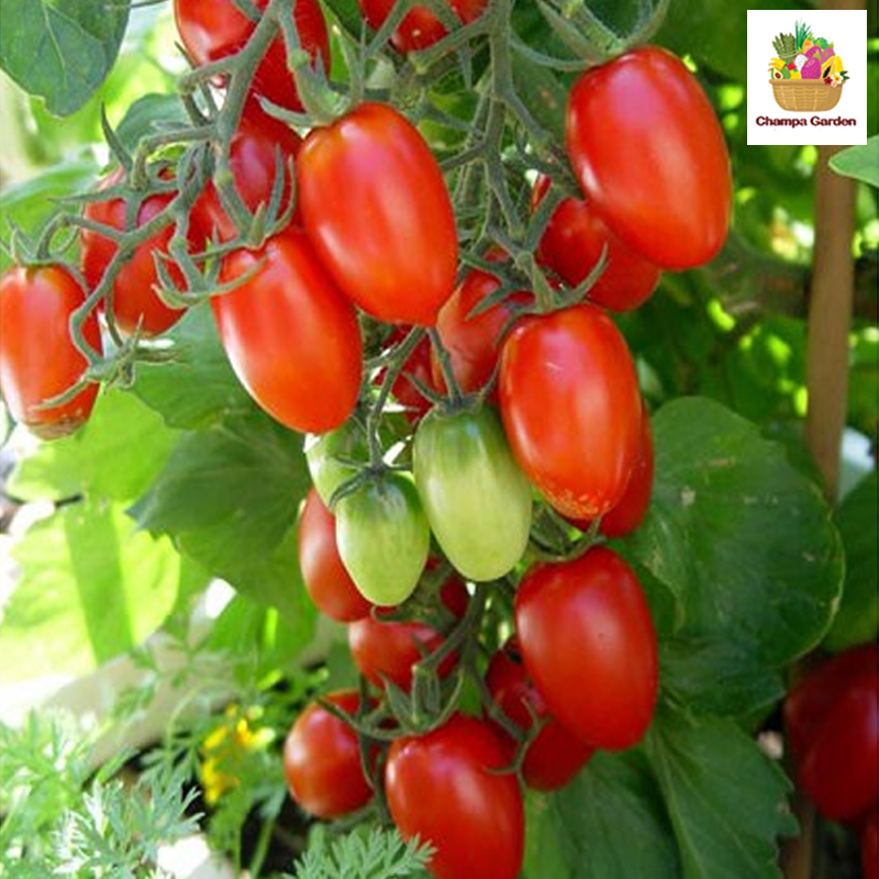 ໝາກເລັ່ນເຊີລີ້ແດງ ນ້ອຍ Organic Cherry Tomato red color 200g pack (Barcode 50103097)