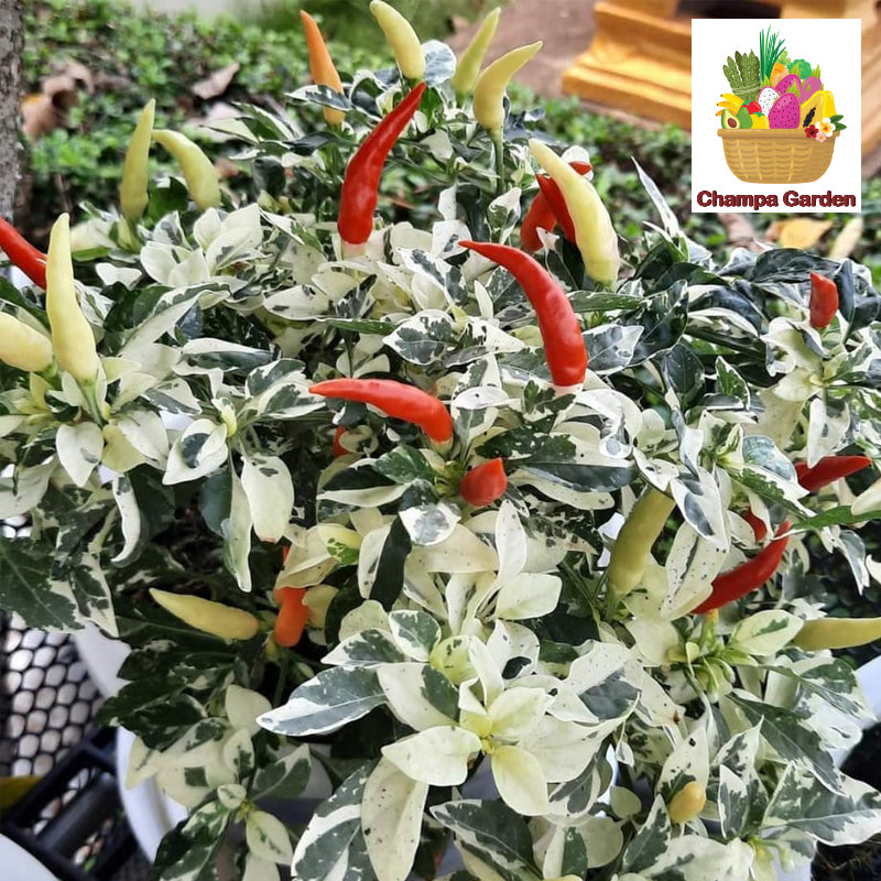 ເບ້ຍໝາກເຜັດດ່າງ Organic Chili Plant (Barcode 59925015)