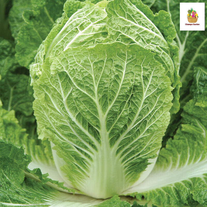 ຜັກກາດຂາວຍໍ່ Chinese Cabbage per 500g ( Barcode 50103114 )