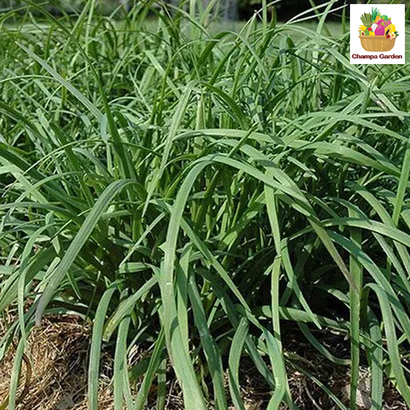 ຜັກແປ້ນ Chinese Chives 50g pack ( Barcode 50103215 )