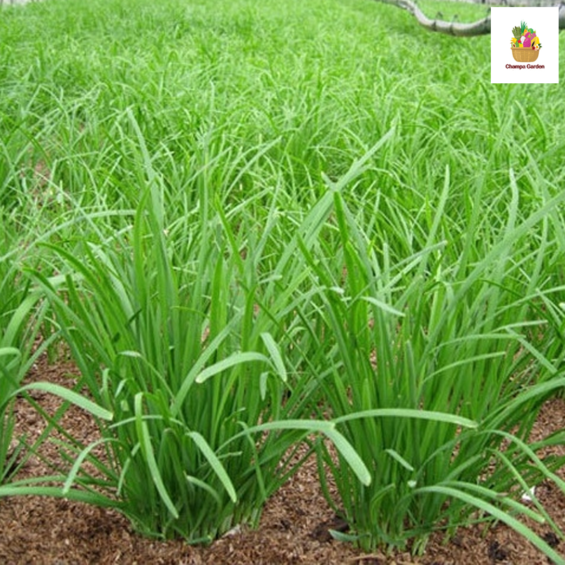 ຜັກແປ້ນ Chinese Chives 50g pack ( Barcode 50103215 )
