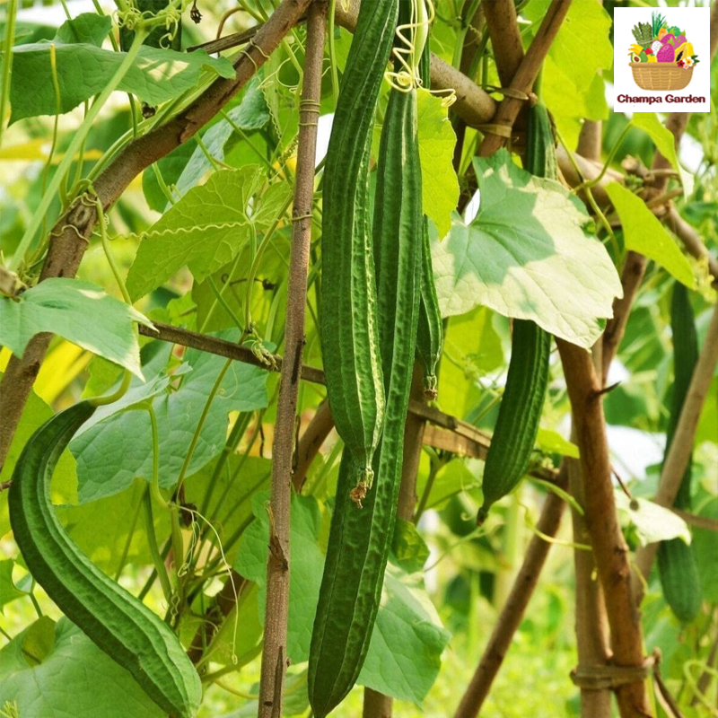ໝາກນອຍ Chinese Silk Squash pack of 200g(Barcode 50103127)