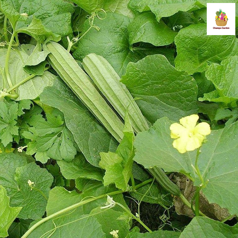 ໝາກນອຍ Chinese Silk Squash pack of 200g(Barcode 50103127)