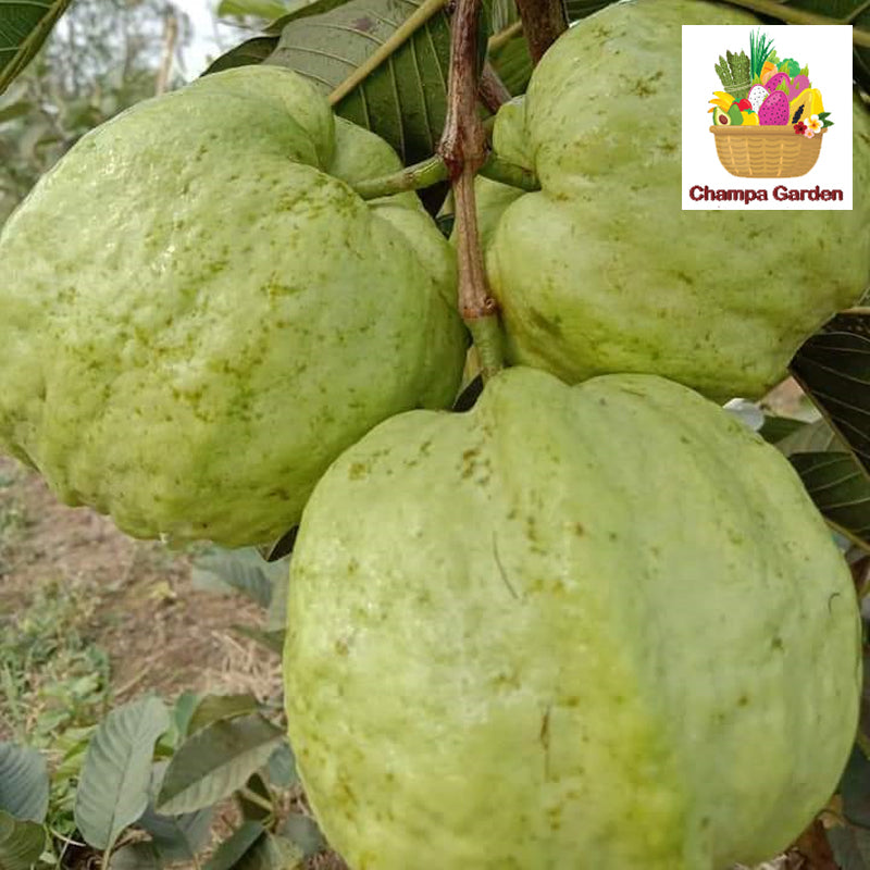 Organic Guava ຕໍ່ຖົງ 500g pack (Barcode 17752599)